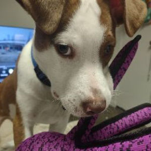 Meet your Posher, Tara